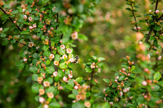 Small wild bee climbing across a flowering cotoneaster to reach blossoms and nectar, capturing detailed pollinator behavior in a natural garden wildlife scene