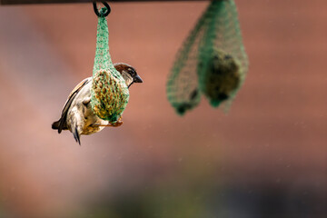 House sparrow (Passer domesticus) clinging horizontally to a titmouse food ball while feeding, capturing dynamic bird behavior and wildlife action in a natural garden setting © dreamcatcher