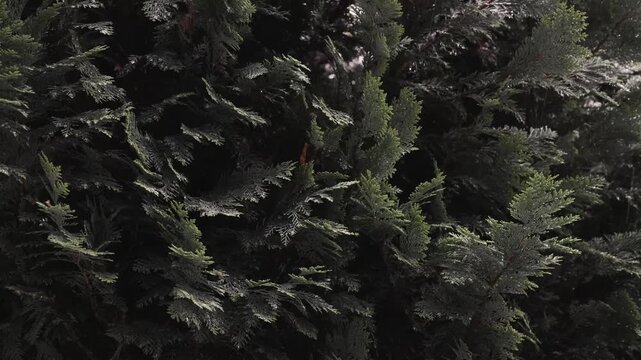Close-up 4K B-roll Slow-Motion Evergreen Branches Swaying Gently in Dim Forest Light Natural Foliage Texture
