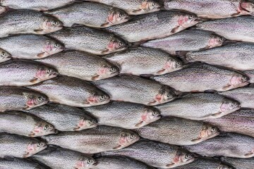 Obraz premium Trout Fish Background. Fish Background. Generative Ai