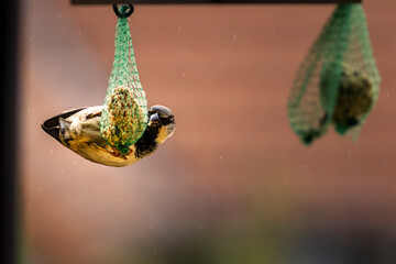 House sparrow (Passer domesticus) clinging horizontally to a titmouse food ball while feeding, capturing dynamic bird behavior and wildlife action in a natural garden setting © dreamcatcher