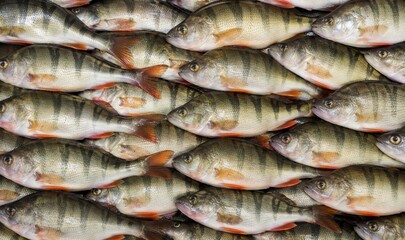 Obraz premium Perch Fish Background. Fish Background. Generative Ai