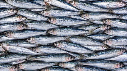 Obraz premium Sardine Fish Background. Fish Background. Generative Ai