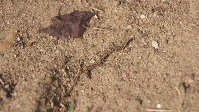 Ants eat worm 4K Black garden ants / common black ant eating earthworm