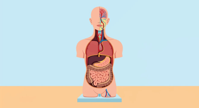 Human anatomy torso model illustration showing internal organs including lungs, heart, stomach, liver, and intestines, plus a head cross-section displaying veins and arteries.