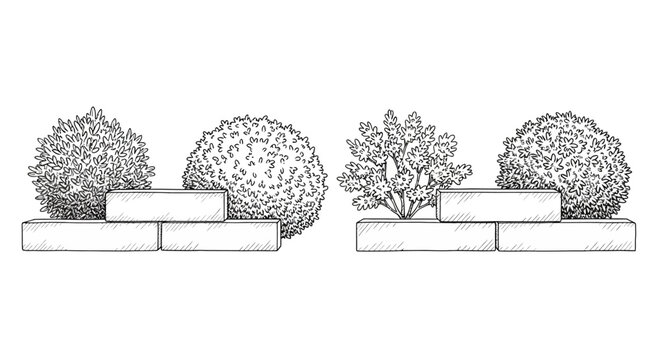hand drawn sketch of two distinct garden bed designs with bushes and blocks