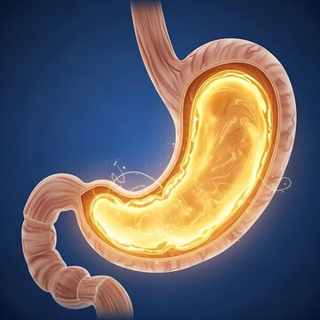 human stomach with a glowing golden liquid inside, symbolizing the acidic barrier against pathogens.