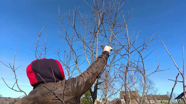 A man carries out sanitary pruning of the garden. Person prunes fruit tree branch with secateurs likely in autumn, winter or spring. Garden maintenance. Trimming the orchard. Gardening work. 4K video.