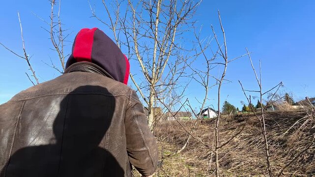A man carries out sanitary pruning of the garden. Person prunes fruit tree branch with secateurs likely in autumn, winter or spring. Garden maintenance. Trimming the orchard. Gardening work. 4K video.