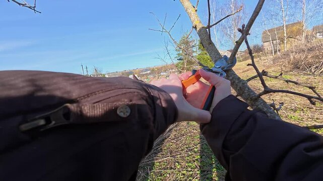 Woman carries out sanitary pruning of the garden. Person prunes fruit tree branch with secateurs likely in autumn, winter or spring. Garden maintenance. Trimming the orchard. Gardening work. 4K video.