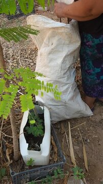 Adult Woman Extracting Small Dry Twigs From White Woven Sack