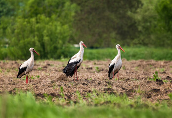 Fototapeta premium Three big stork birds stand on a field in the village on a summer sunny day