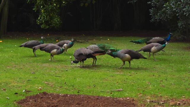 Majestic Peacocks and Graceful Peahens Pecking and Searching for Food on a Verdant Lawn. The Wild Birds Move Freely in Their Natural Habitat