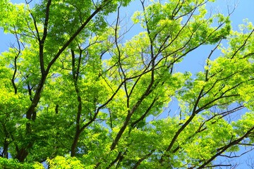 Fototapeta premium 初夏の公園の新緑の欅と青空