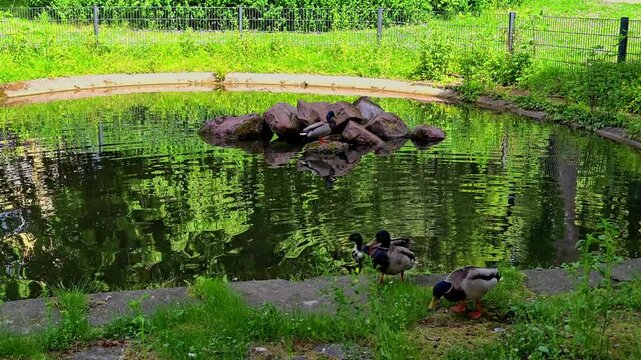 Mallard Ducks By Reflective Pond, Male Drake Standing On Grassy Bank Near Rocky Island, Calm Water Mirroring