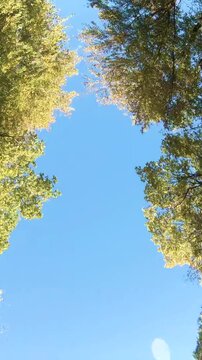 Moving through forest looking up with trees on right and left