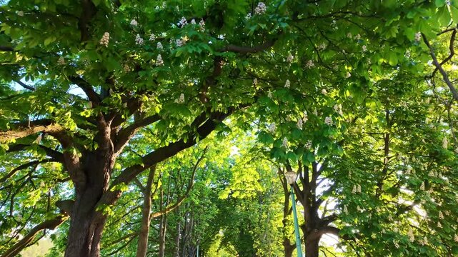 Sunlight streams through vibrant green tree canopies in the peaceful Swan Alley or All&eacute;e des Cygnes urban park area, Paris, France