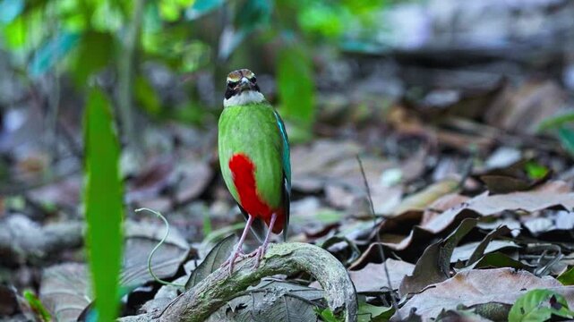 Rare Specie Fairy Pitta (Pitta nympha) Bird In Wild Forest. Close-up Shot