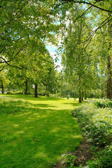 Fototapeta premium Lush Summer Greenery in Slottsparken Oslo Norway with Sunlit Trees and Peaceful Park Atmosphere