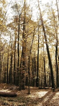 Autumn leaves flying in forest slow motion