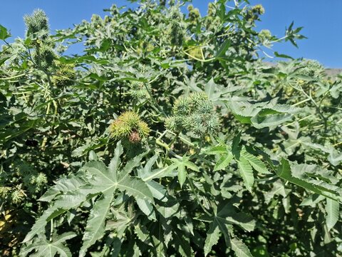 the Castor Bean plant (Ricinus communis)