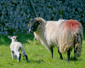 Obraz premium Sheep and lamb in field near Kettlewell in Wharfedale in the Yorkshire Dales National Park