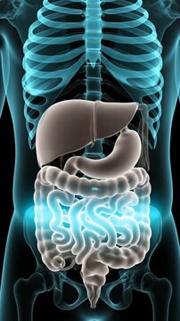 Detailed Illustration of the Human Digestive System Featuring Stomach, Liver, and Intestines on a Black Background for Medical and Health Visuals