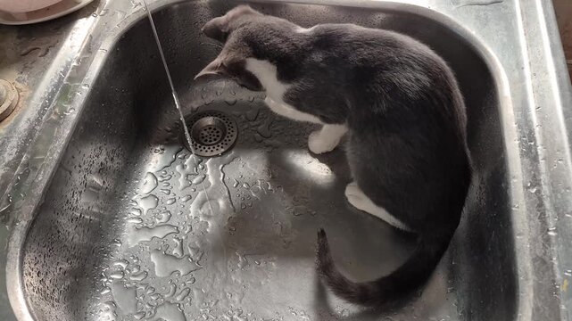 A domestic feline with grey and white fur cautiously approaches a stream of water flowing into a wet kitchen sink, showing interest in the liquid
