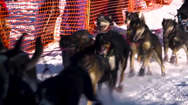 Musher and dog team racing the iditarod sled dog race