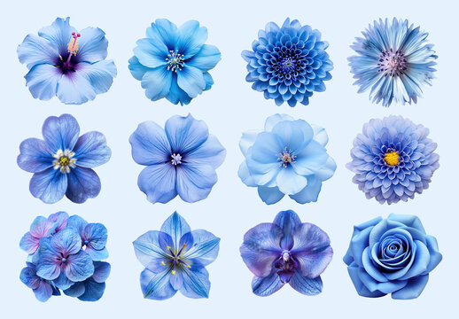 Vibrant Blue Floral Element Design Set