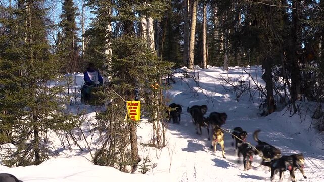 Musher and dog team racing the iditarod trail