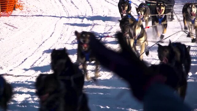 Musher and dog team racing the iditarod sled dog race