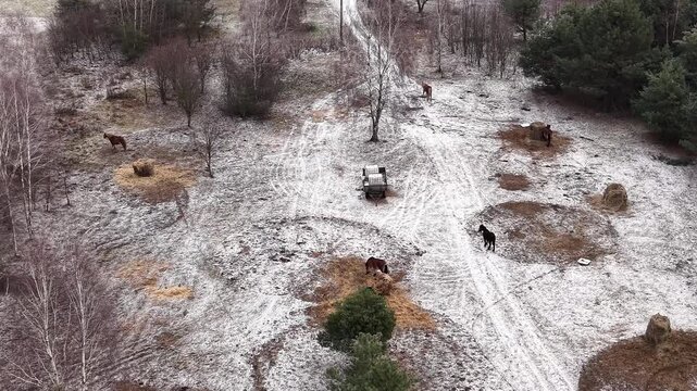 Horses in a paddock during chilly weather