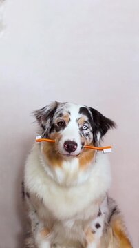 Aussie dog with multi colored eyes marble color holds a orange toothbrush in mouth. White background vertical footage