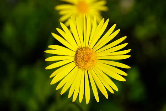 yellow flower head leopard's-bane daisy spring top-view close-up garden vibrant
