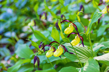 Wild Lady's-slipper orchid in bloom © Lars Johansson