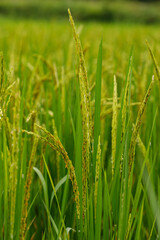 Fototapeta premium Young green rice ears emerging from the stalk, representing growth and agricultural productivity.