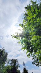 Fototapeta premium 日本の初夏・太陽の光・青空・雲・模様／Early summer in Japan: sunlight, blue sky, clouds, patterns.／일본의 초여름, 태양의 빛, 푸른 하늘, 구름, 무늬