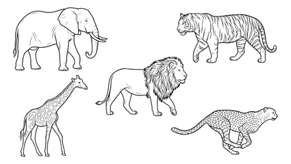 Safari animal line art collection, wild african wildlife vector set, hand drawn lion tiger elephant giraffe and cheetah illustrations for coloring © Ali