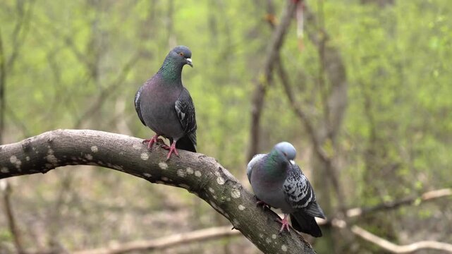 Couple of wild rock doves perching on a tree branch during their mating ritual. The male struts and coos to court the female in a lush, green forest setting during the springtime