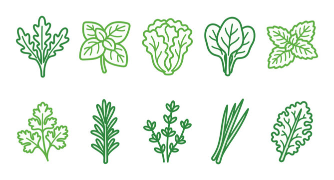 Various fresh green herbs and leafy vegetables are neatly arranged in a clean, simple outline icon style on a white background