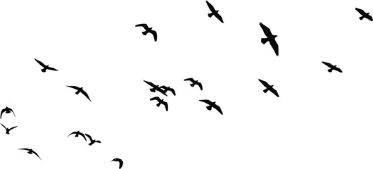 Obraz premium Flock of Black Birds Flying on White Background