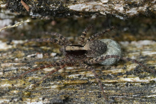 Closeup on a common wolf spider species, Pardosa species , carrying an eggsac