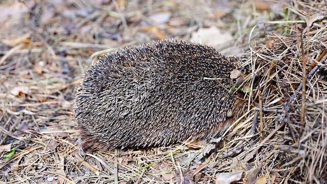 Hedgehog waking up after hibernation in early spring nature