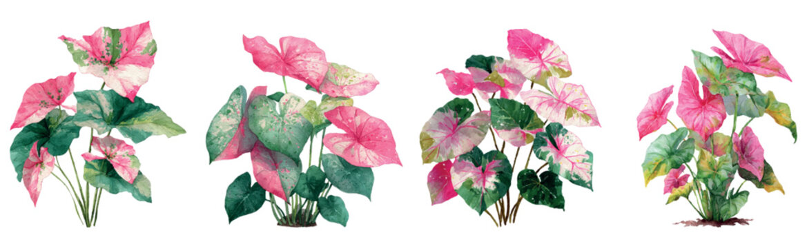 Watercolor caladium plant set showcasing a variety of vibrant pink and green tropical foliage, creating decorative botanical elements for nature themed designs and illustrations
