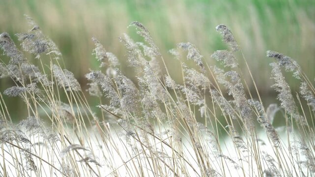 Serene landscape featuring tall, dry phragmites reeds swaying gracefully in a gentle breeze against a soft-focus background of green marsh and a bright, overcast sky during winter