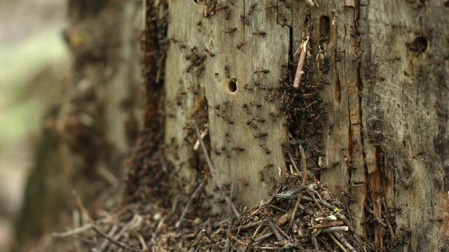 Witness a thriving ant community on a rugged tree trunk in a sunlit forest. Thousands of tiny workers relentlessly move and organize their miniature world, building a complex home.