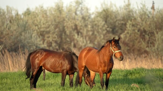 Group of stunning brown horses peacefully grazing on a vibrant green meadow at sunset, with a stallion standing proudly among the mares and foals in the serene countryside landscape