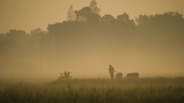 View of a silhouette of a farmer plowing a field with oxen amidst heavy morning mist and golden light in Bogura, Rajshahi Division, Bangladesh.