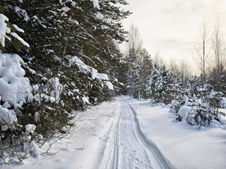 Obraz premium Path in a spring forest with snow on the ground and trees lining both sides showing signs of early growth